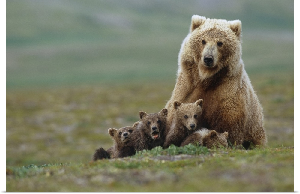 Grizzly Bear Sow W/4 Young Cubs Near Moraine Creek Katmai National Park Southwest Alaska Summer