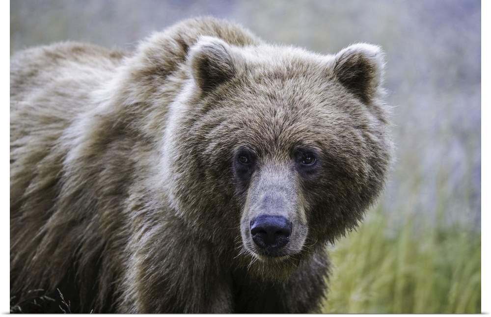 Grizzly bear (ursus arctos horribilis), Taku River, Atlin, British Columbia, Canada.