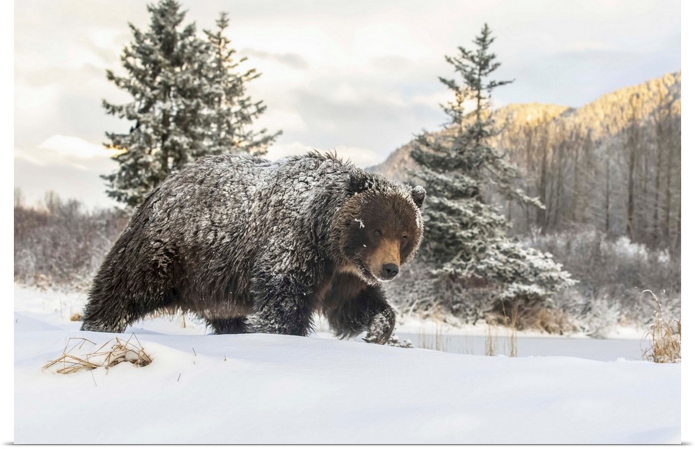 Grizzly bear (Ursus arctic sp.) walking in the snow, Alaska Wildlife Conservation Center, South-central Alaska; Portage, A...