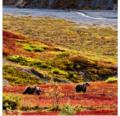 Grizzly Bears And Fall Colours, Denali National Park, Alaska