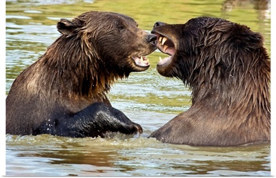 Grizzly Bears play fighting at the Alaska Wildlife Conservation Center, Alaska
