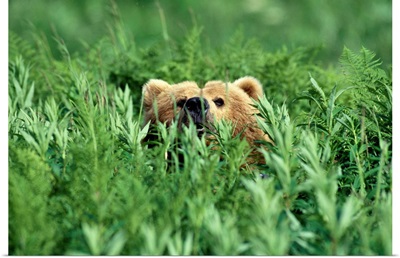 Grizzly Hidden in Ferns Near Karluk Lake Kodiak Island AK