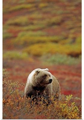 Grizzly On Autumn Tundra, Highway Pass, Denali National Park, Alaska