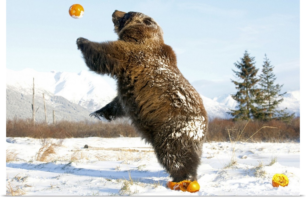 Grizzly plays with pumpkins by throwing them in the air at the Alaska Wildlife Conservation Center, Southcentral Alaska du...
