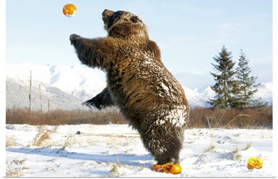 Grizzly plays with pumpkins by throwing them in the air