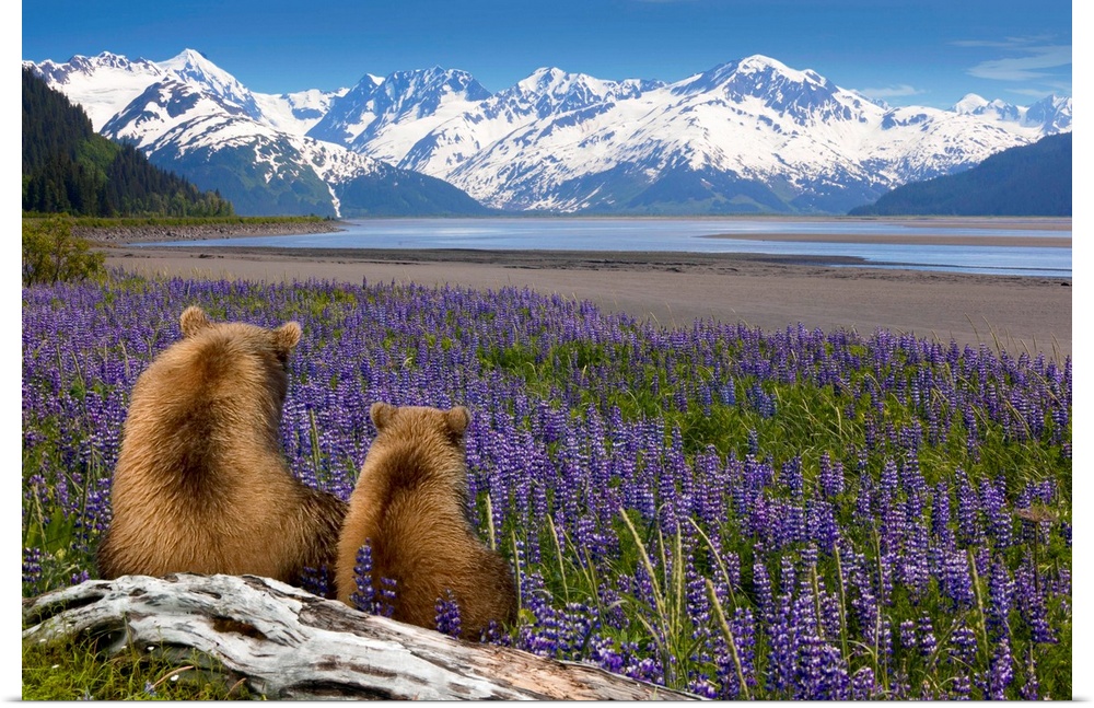 Composite, Grizzly Sow & cub sit in lupine along Seward Highway, Turnagain Arm, Southcentral Alaska, Summer