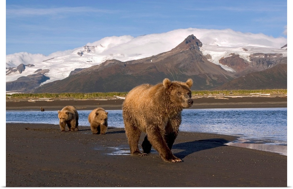 Brown bear (Ursus arctos) sow and cubs walk along river in intertidal area at low tide, looking for salmon.  Peaks and gla...