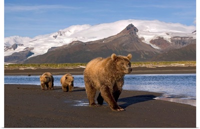 Grizzly sow and cubs walking on beach at Hallo Bay Katmai National Park Alaska