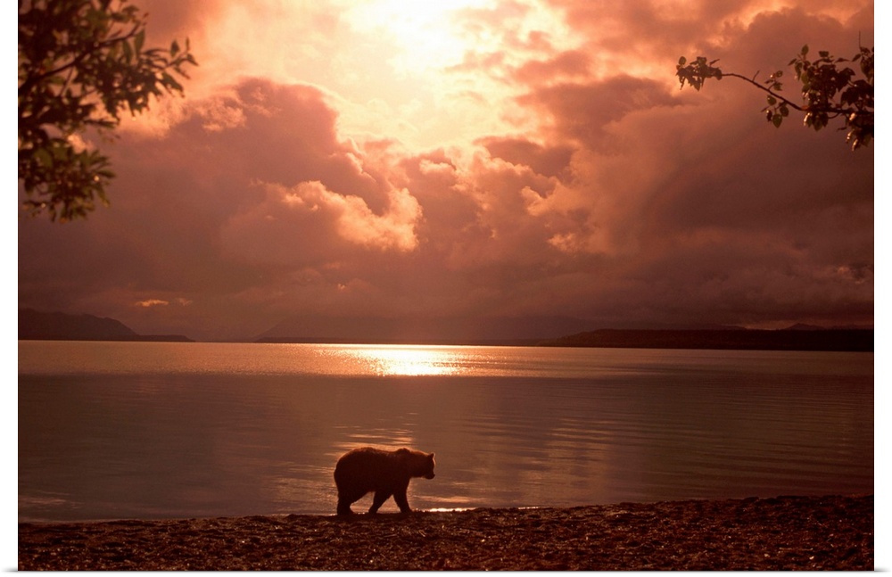 Big photo on canvas of a bear walking along a water front.