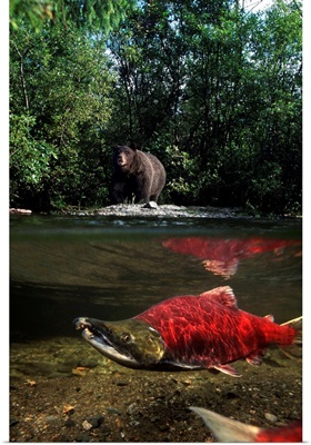 Grizzly Watches Salmon from Riverbank