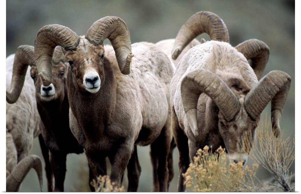 Group of bighorn sheep rams in Yellowstone National Park, Montana, United States of America