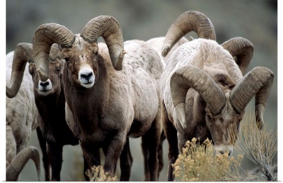 Group Of Bighorn Sheep Rams In Yellowstone National Park, Montana