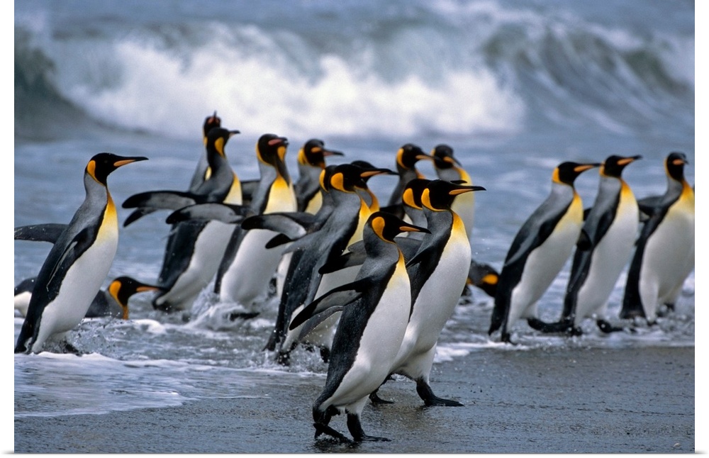 Group of king penguins walking in surf on beach, South Georgia island, Antarctic, summer.