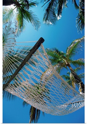 Hammock And Palm Tree, Great Barrier Reef, Northern Caye, Belize