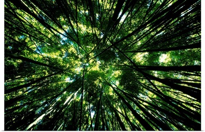 Hawaii, Bamboo Tree Forest, View Upward Toward Treetops