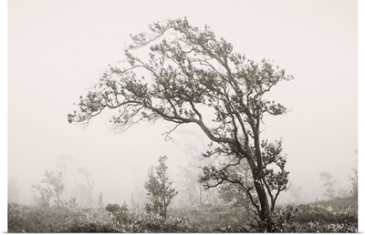 Hawaii, Big Island, Crater Rim Road, Ohi'a Lehua Tree In Fog