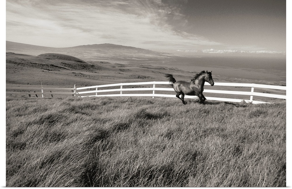 Hawaii, Big Island, Kohala Ranch, Horse Running Along White Fence In Pasture