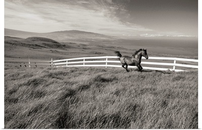 Hawaii, Big Island, Kohala Ranch, Horse Running Along White Fence In Pasture