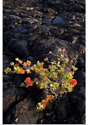 Hawaii, Big Island, Ohi'a Lehua Tree Growing On Pahoehoe Lava Flow