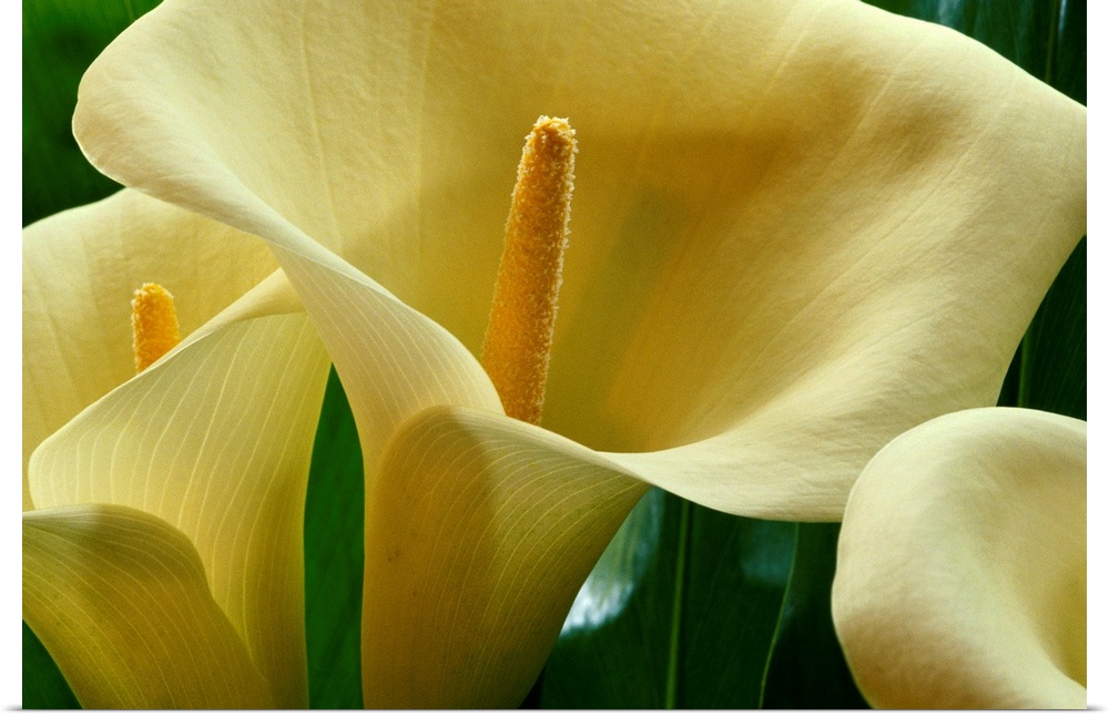Large calla lilies are photographed very closely to show the detail of the petals and center.