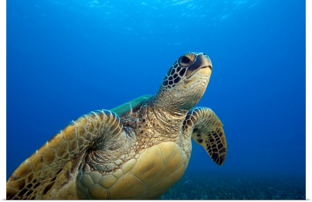 Hawaii, Close-Up Of Green Sea Turtle Swimming Forward