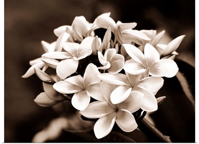 Hawaii, Cluster of white plumeria (frangipani) flowers on tree