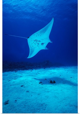 Hawaii, Common Manta Ray Swims Over Sand Bottom