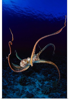 Hawaii, Day Octopus (Octopus Cyanea) Dark Blue Water, Near Ocean Floor