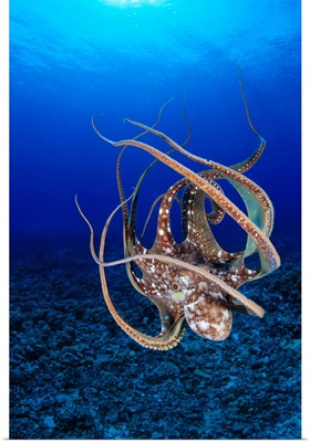 Hawaii, Day Octopus (Octopus Cyanea) Floating To Reef Bottom