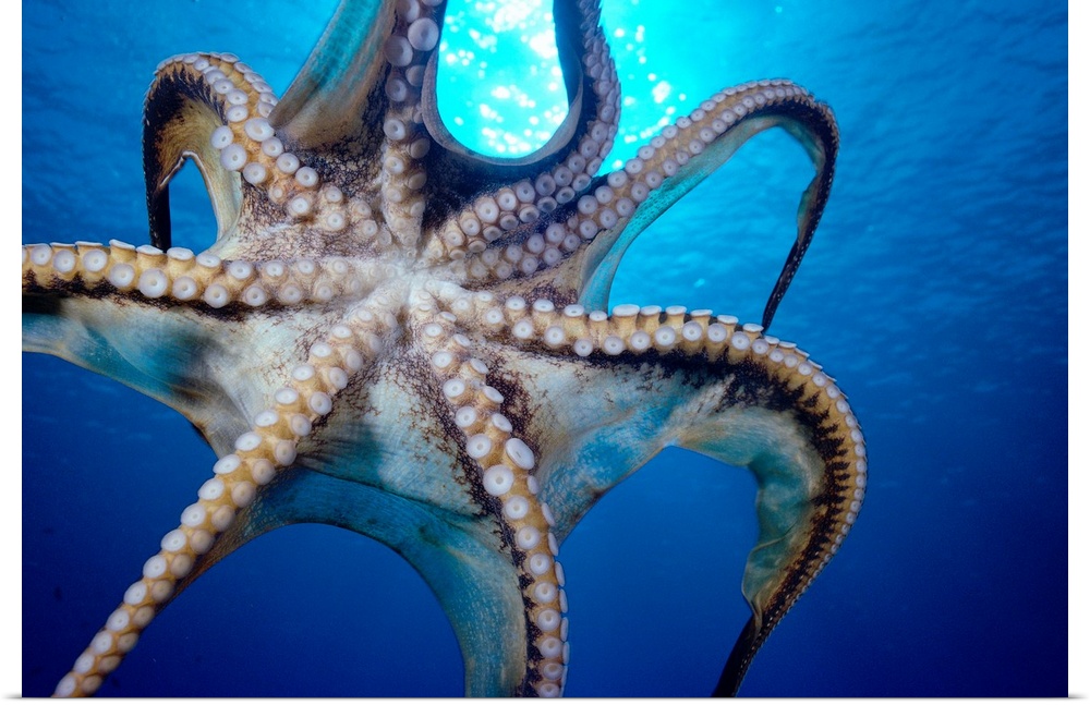 Hawaii, Day Octopus (Octopus Cyanea) In Midwater, Underside
