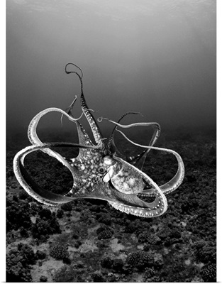 Hawaii, Day Octopus (Octopus Cyanea) In Ocean Water