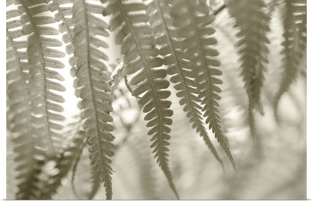 Hawaii, Extreme close-up detail of tree ferns foliage