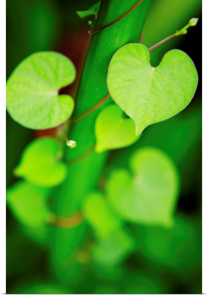 Macro shot of heart-shaped leaves on a vine curling around a stem, increasing in focus as they climb.