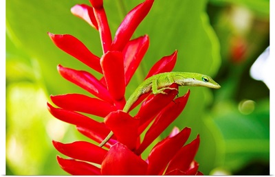 Hawaii, Green Anole Lizard On Red Ginger Plant