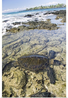 Hawaii, Green Sea Turtle An Endangered Species