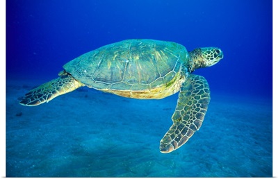 Hawaii, Green Sea Turtle (Chelonia Mydas)