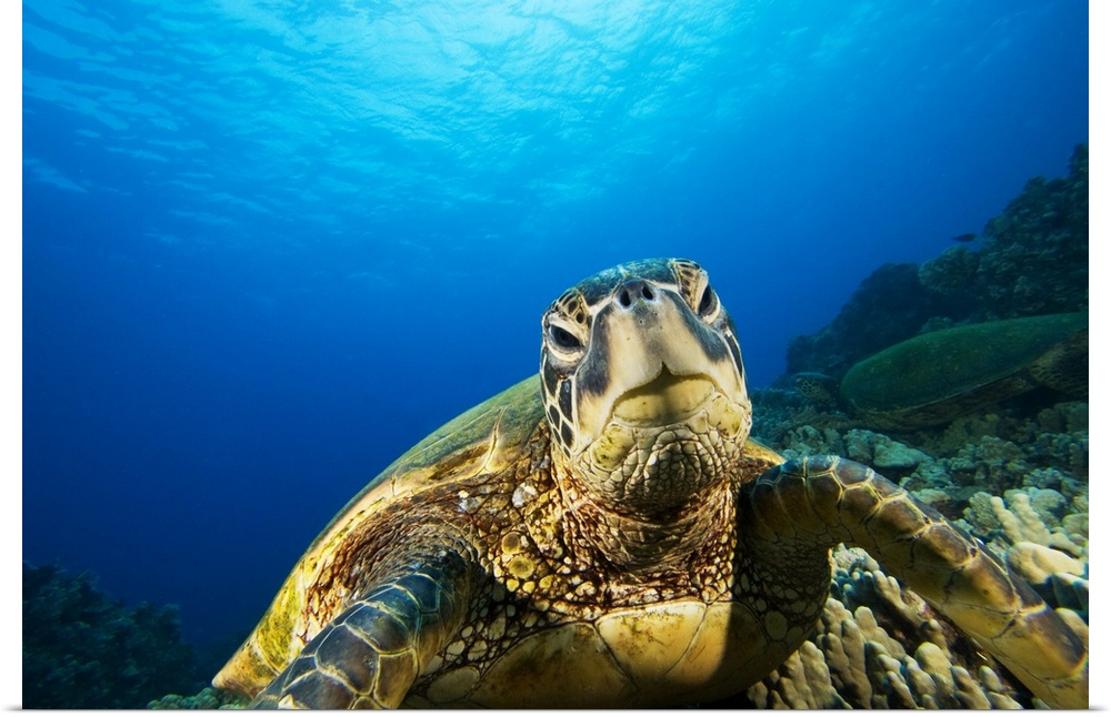 Hawaii, Green Sea Turtle (Chelonia Mydas) Above Coral Reef