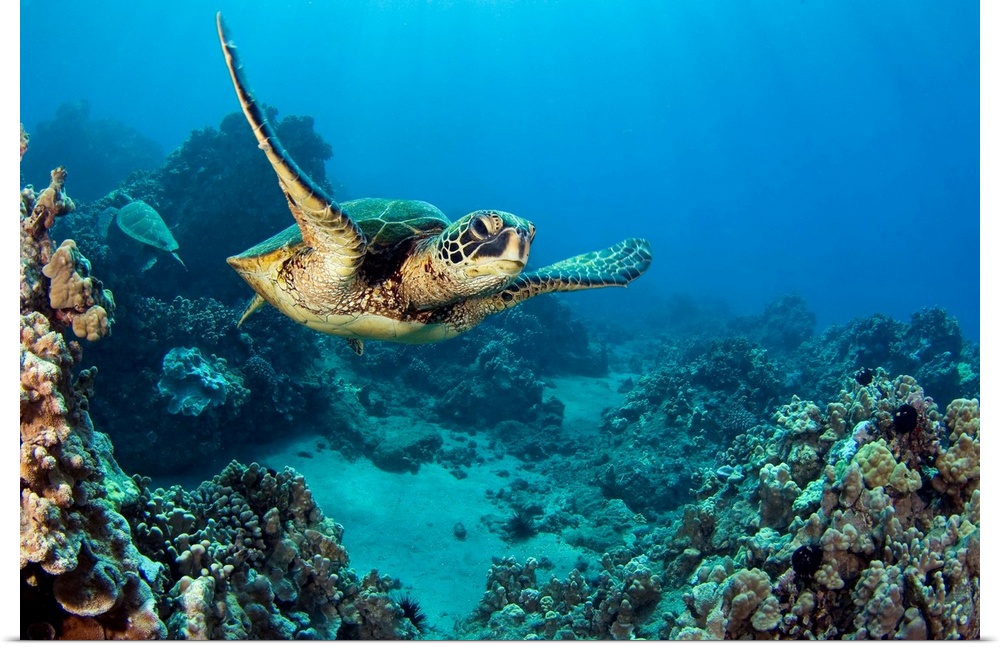 This decorative accent is a horizontal photograph of a turtled gliding underwater through a tropical coral reef.