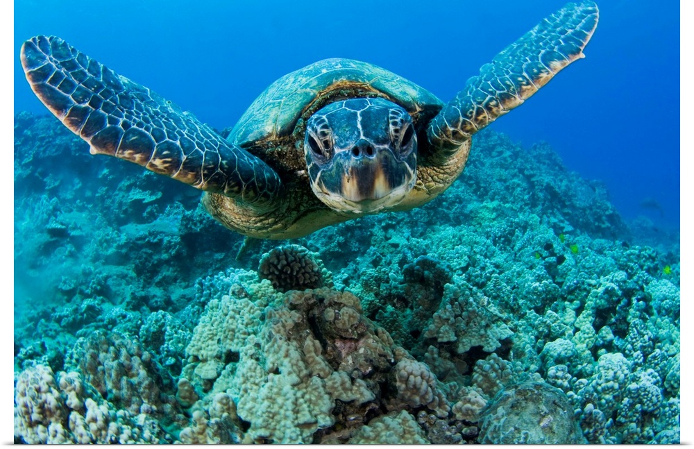 Hawaii, Green Sea Turtle (Chelonia Mydas) Gliding Through The Water