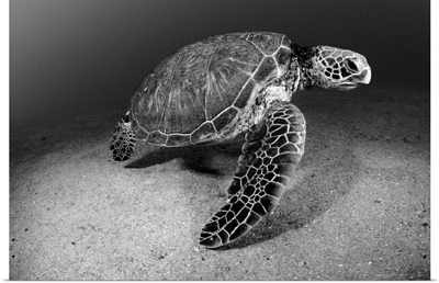 Hawaii, Green Sea Turtle (Chelonia Mydas) Near Sandy Ocean Bottom