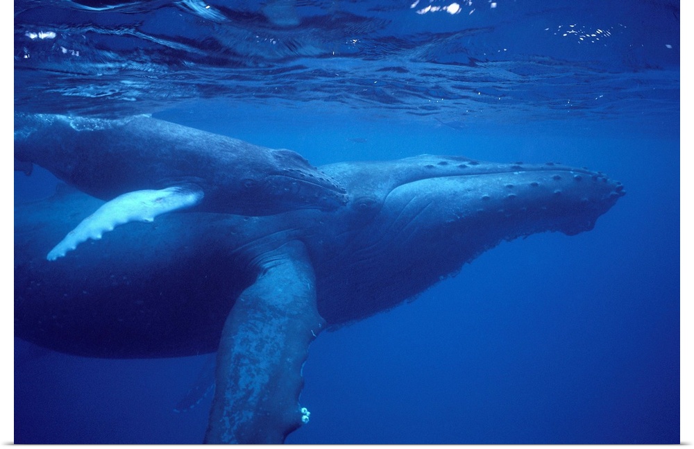 Hawaii, Humpback Whale (Megaptera Novaeangliae) Mother And Calf