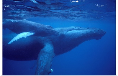Hawaii, Humpback Whale (Megaptera Novaeangliae) Mother And Calf