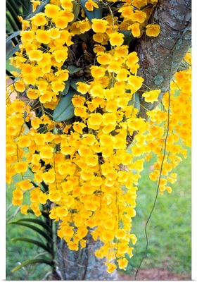 Hawaii, Kauai, Lawai, V. Mable Mae Kamahele Yellow Orchids