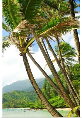 Hawaii, Kauai, North Shore, Coconut Palm Trees Along Coastline
