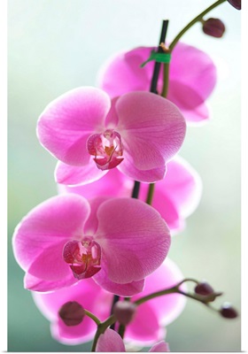 Hawaii, Kauai, Pink Orchids