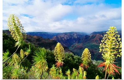 Hawaii, Kauai, Waimea Canyon, Iliau Plant (Wilkesia Gymnoxiphium)