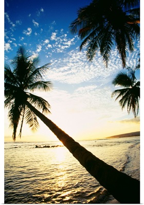 Hawaii, Kauai, Waimea, Tall Palm Over Ocean At Sunset With Bright Golden Reflections