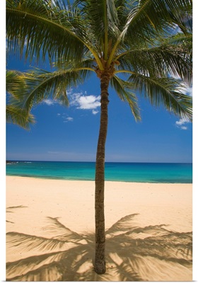 Hawaii, Lanai, Hulopoe Beach, Palm Tree Centered With Sandy Beach And Turquoise Ocean