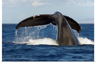Hawaii, Lanai, Tail Of A Humpback Whale (Megaptera Novaeangliae)