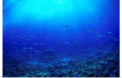 Hawaii, Mackerel Scad, Opelu (Decapterus Macarellus) School In Blue Ocean